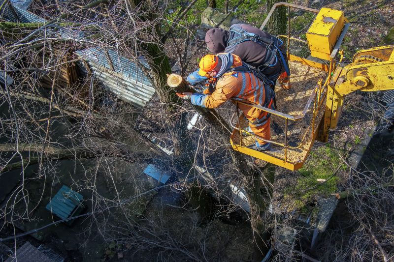 Tree Removal Equipment in Action