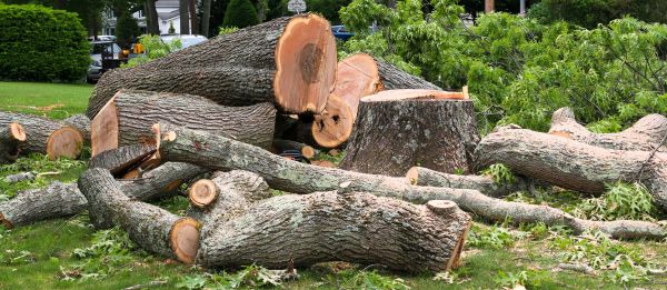 Large Tree Removal in Clermont