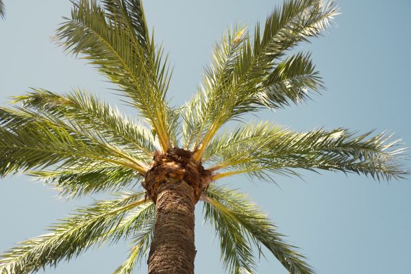 Palm Tree Removal in Clermont