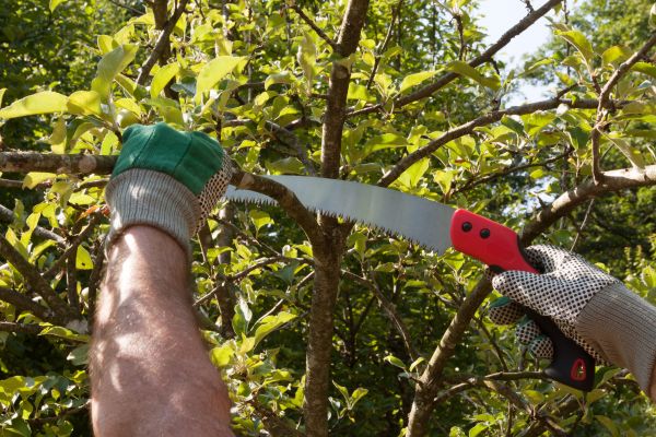 Small Tree Removal in Clermont