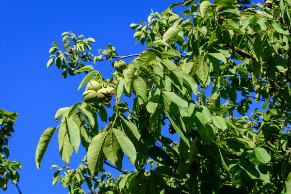 Cost of Walnut Tree Removal in Clermont