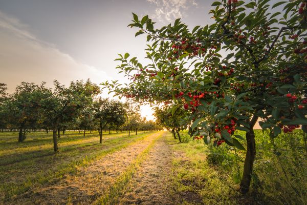 Cost of Cherry Tree Removal in Clermont