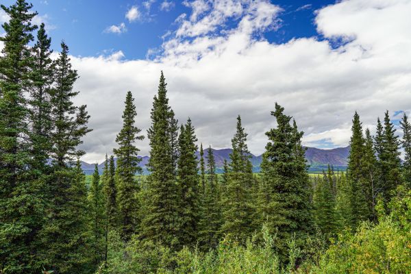 Cost of Spruce Tree Removal in Clermont