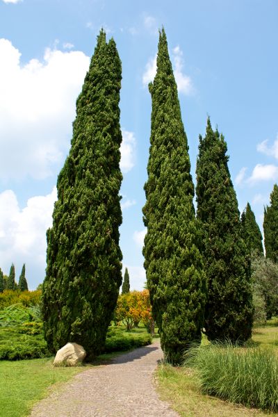 Cost of Cypress Tree Removal in Clermont