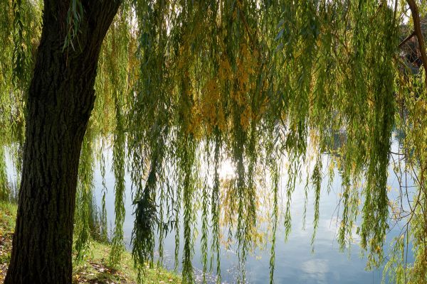 Cost of Willow Tree Removal in Clermont