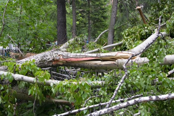 Cost of Birch Tree Removal in Clermont
