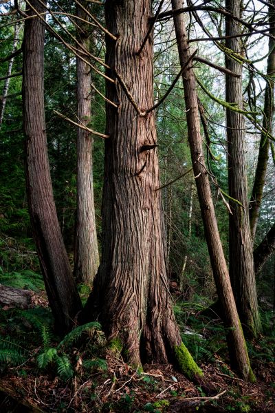 Cost of Cedar Tree Removal in Clermont