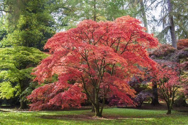 Cost of Maple Tree Removal in Clermont