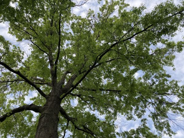 Cost of Oak Tree Removal in Clermont