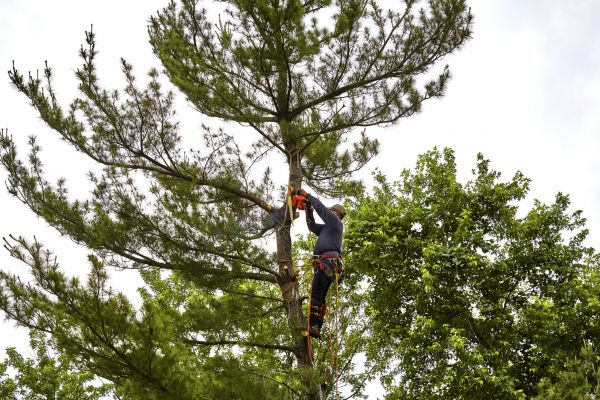 Cost of Pine Tree Removal in Clermont