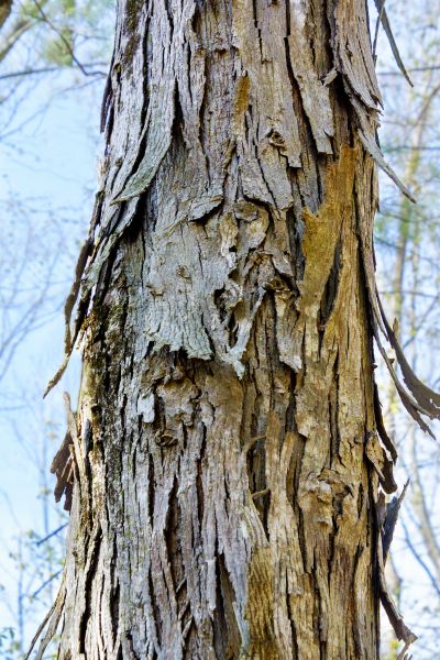 Cost of Hickory Tree Removal in Clermont