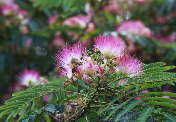 Cost of Mimosa Tree Removal in Clermont