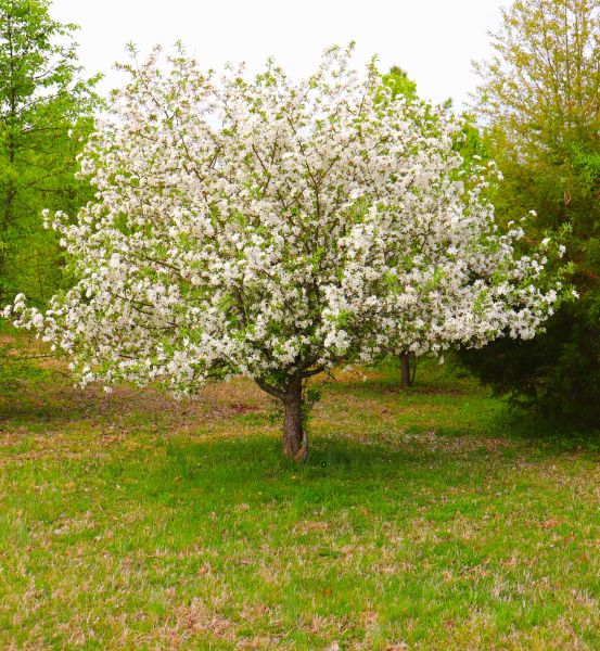 Cost of Dogwood Tree Removal in Clermont