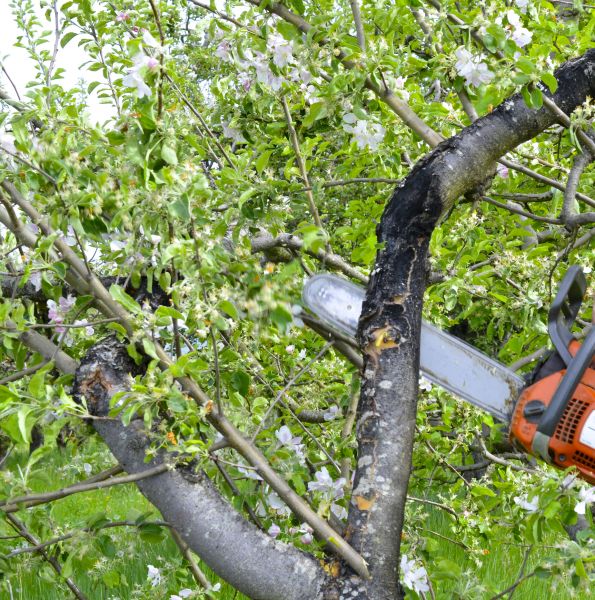 Cost of Apple Tree Removal in Clermont