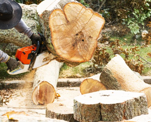 Tree Removal Service in Clermont