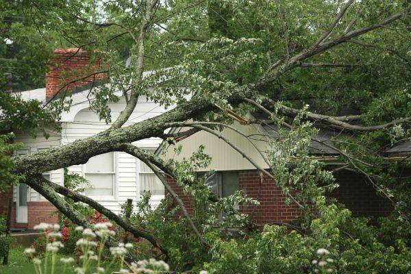 Emergency Tree Removal in Clermont