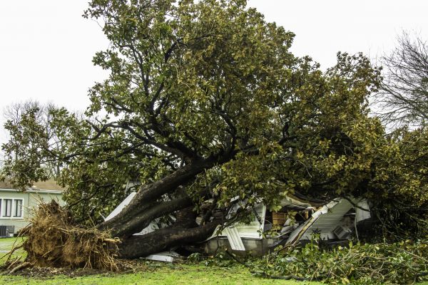 Fallen Tree Removal in Clermont