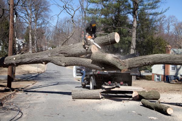 Cost of Residential Tree Removal in Clermont