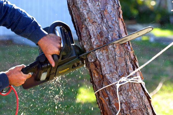 Dead Tree Removal in Clermont
